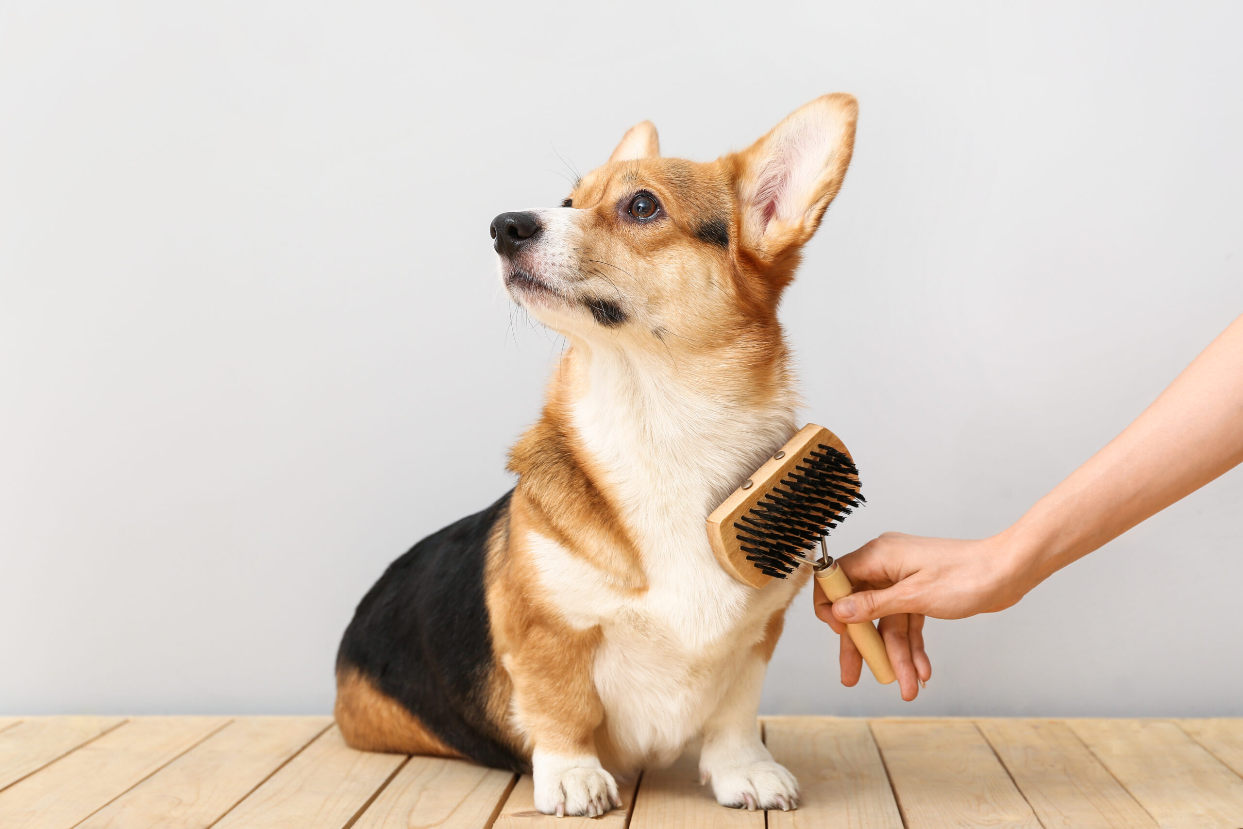 ペットを飼っている家庭はアレルギーが起きない 人気