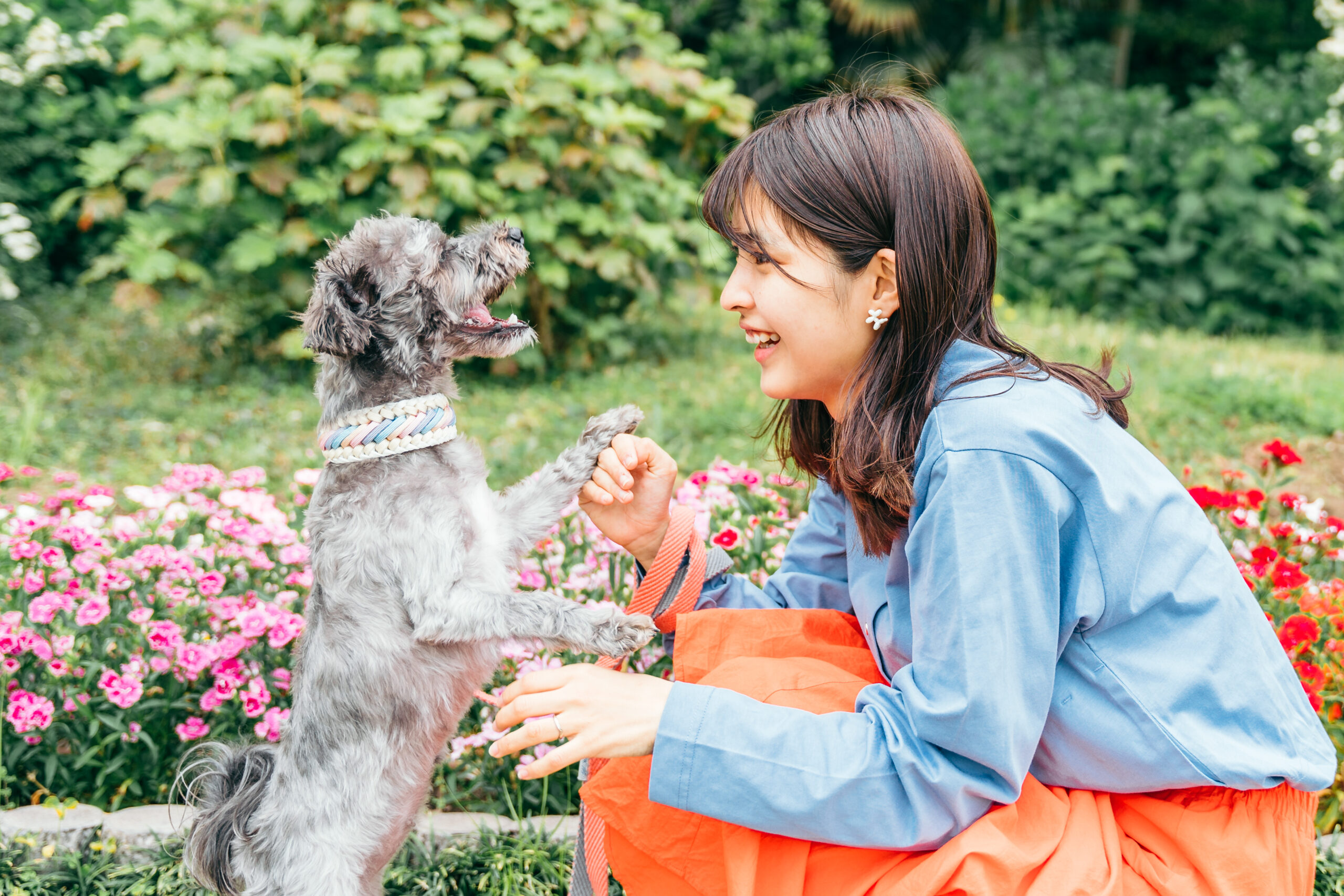 わんこライフマガジン：お散歩大好きな小型MIX犬と暮らす藤井