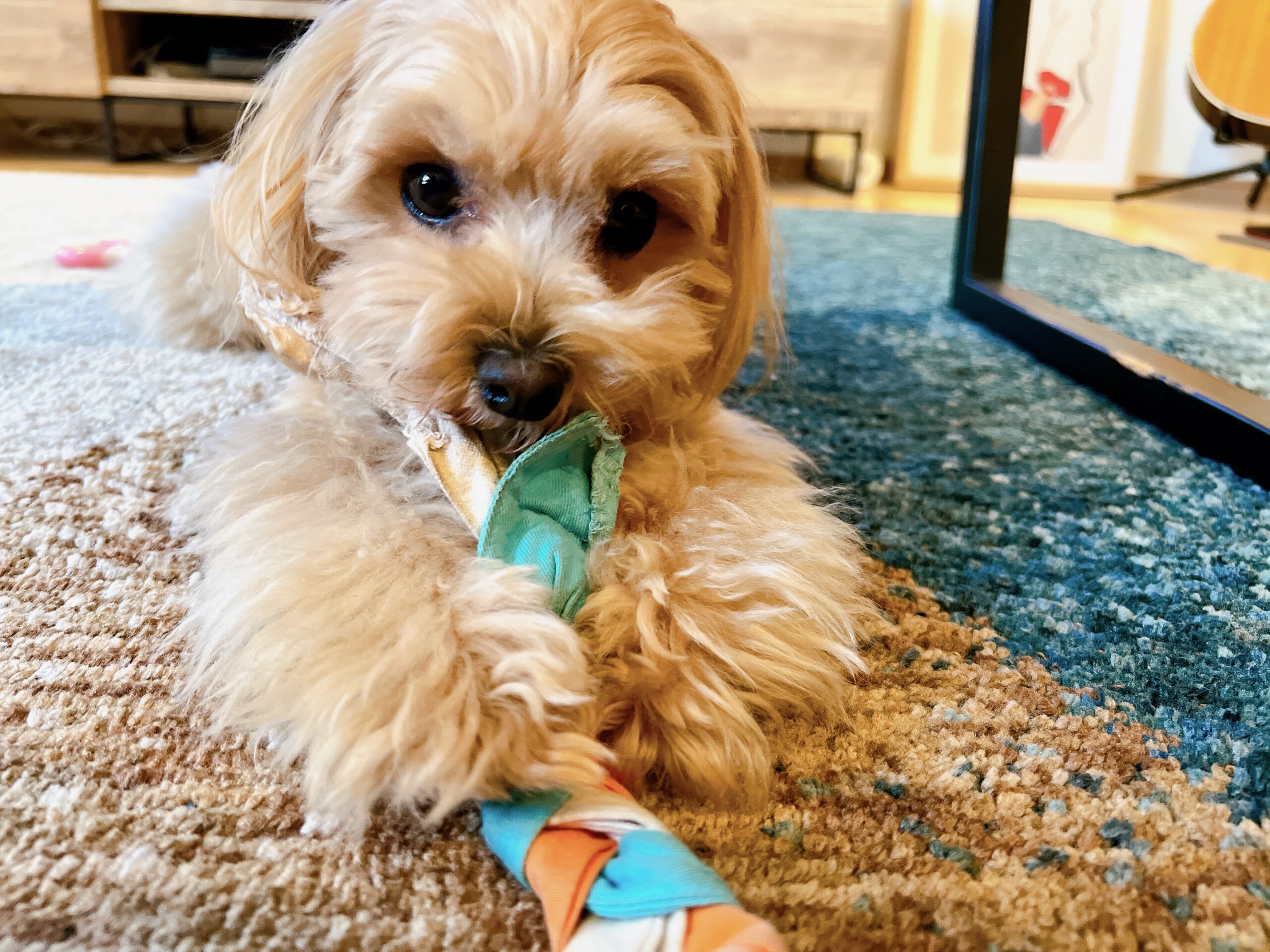 【インタビュー】わんこライフマガジン：日々成長中！超甘えん坊な小型MIX犬と暮らすみほさん ｜VOICE｜tetewan(テテワン)