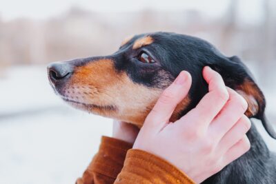 犬と仲良くなれる接し方・触り方！ストレスを感じさせない方法を解説 | お迎え後に