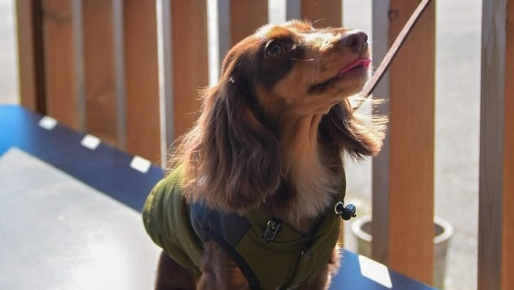 わんこライフマガジン：愛犬との出会いをきっかけに、ペットフードの開発も始めた清水香澄さん | わんこライフマガジン