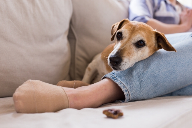 犬と暮らすために部屋を整えよう！犬が快適に過ごせる部屋のレイアウトとは | お迎え時に